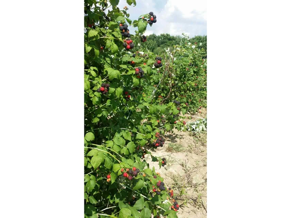 黑樹莓結果狀