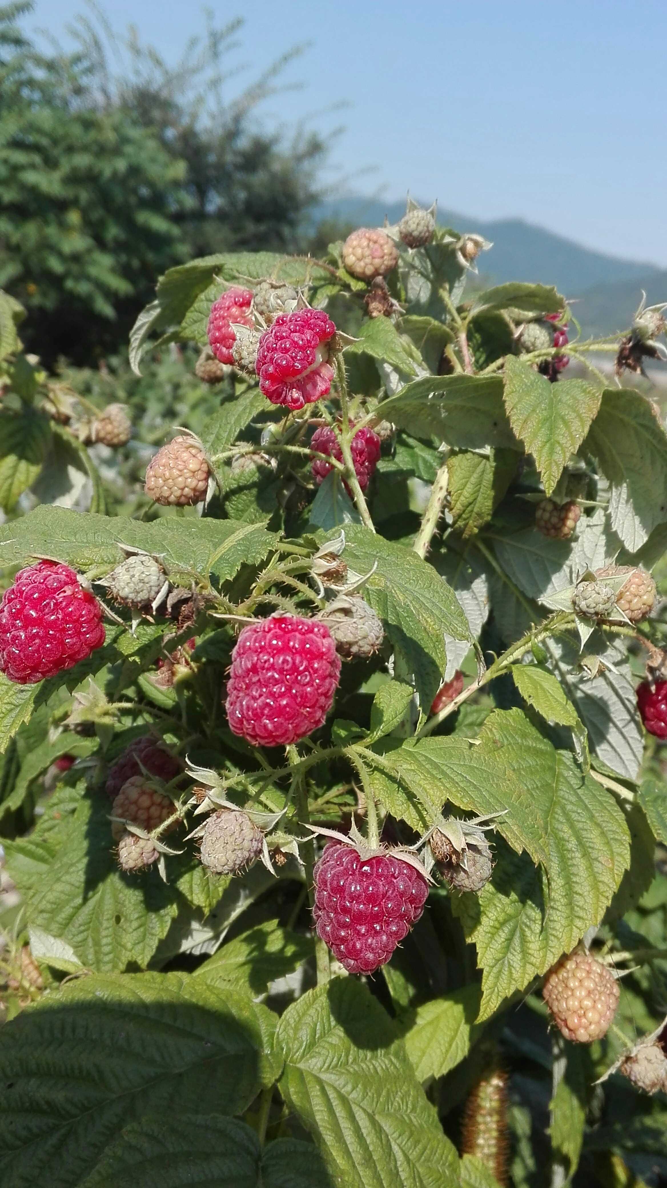 雙季紅樹莓~秋福