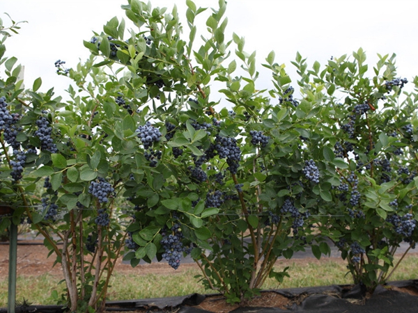藍莓園