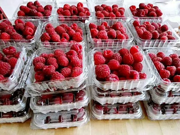樹莓品種簡介